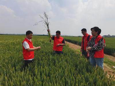 我院邀請河南省植物病理學會專家到鎮平參加科技特派員活動