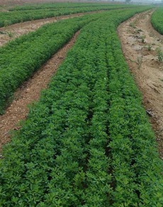 想要優(yōu)惠的成都紫花苜蓿就來綠牧天下 達(dá)州紫花苜蓿