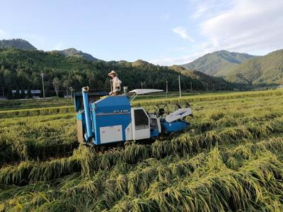 開善鄉(xiāng):社會化服務(wù)添&ldquo;三劑&rdquo;,利農(nóng)富村強農(nóng)業(yè)