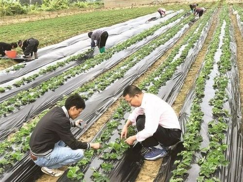 科特派二十年 鎮海農技服務 老黃牛 吳水祥鳳凰網寧波