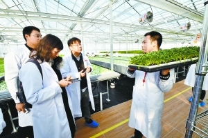 走進綠色植物工廠 親密接觸水培蔬菜