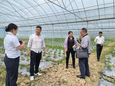 獨(dú)山紫林山國(guó)家森林公園管理處 組織相關(guān)部門(mén)到廣州黔港農(nóng)業(yè)發(fā)展基長(zhǎng)辣椒產(chǎn)業(yè)種植基地開(kāi)展服務(wù)工作