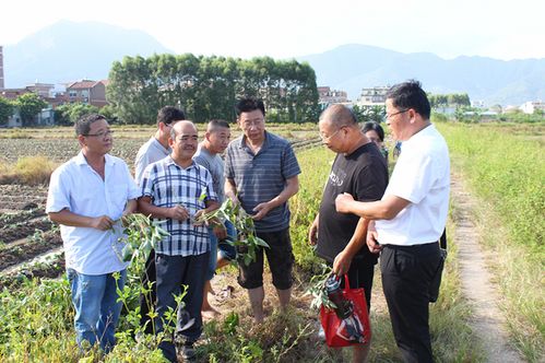 莆田市農(nóng)科所科技人員赴仙游縣楊氏農(nóng)業(yè)綜合開(kāi)發(fā)開(kāi)展科技服務(wù)