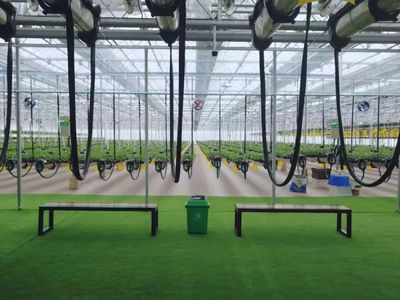 【消息】全國首家城市空中草莓園本月17日亮相常德,滿滿草莓任君采.