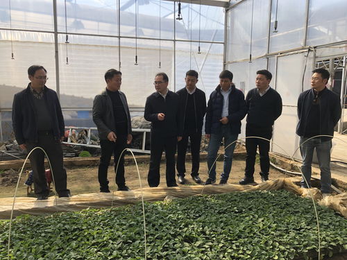 四川省農業科學院牟錦毅院長赴西昌市與米易縣調研 深化科技幫扶助力鄉村振興